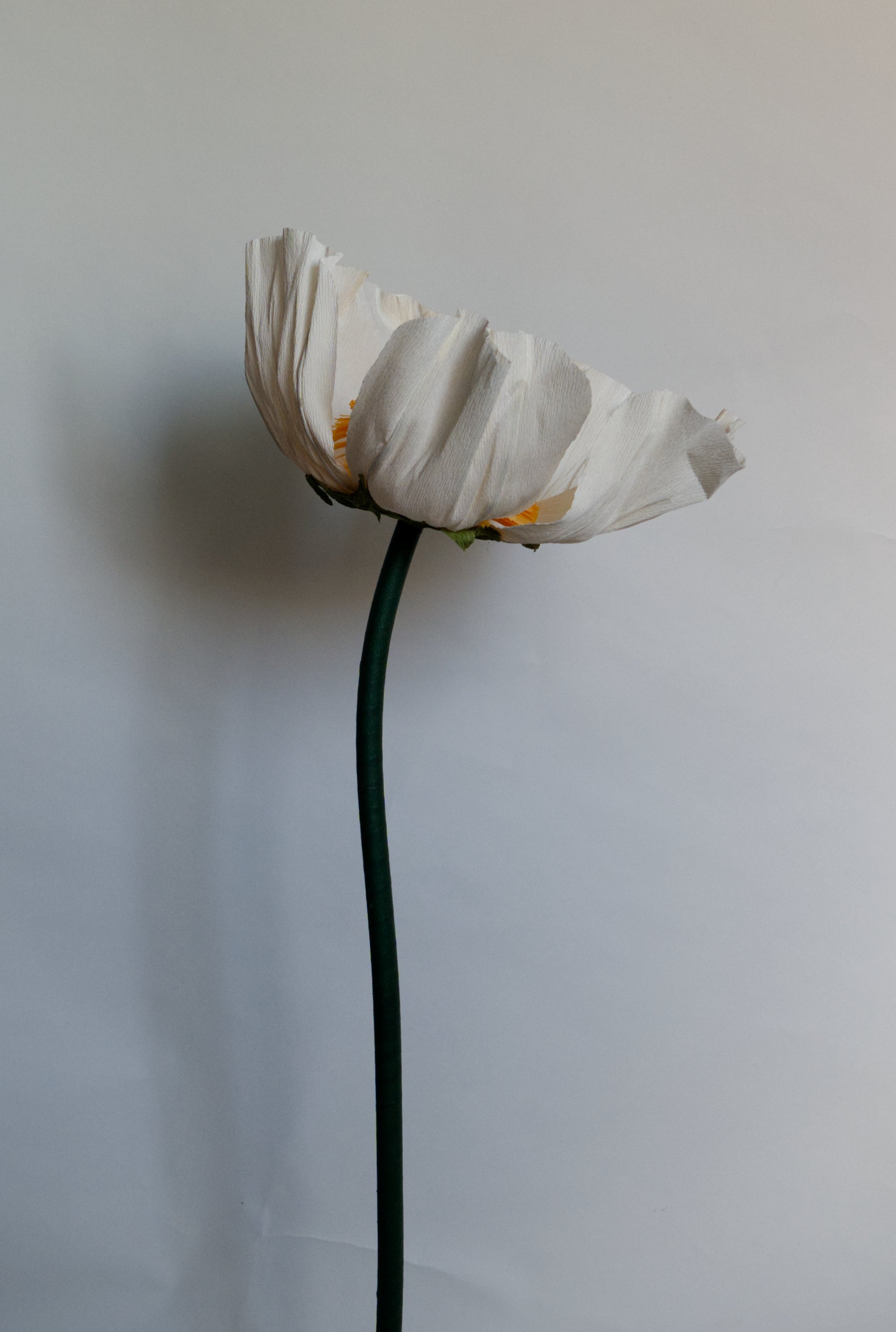 White Buttercup