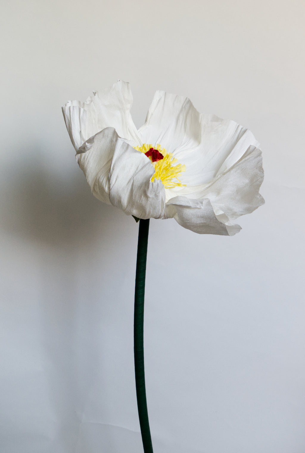 White Prickly Poppy
