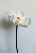 White Prickly Poppy