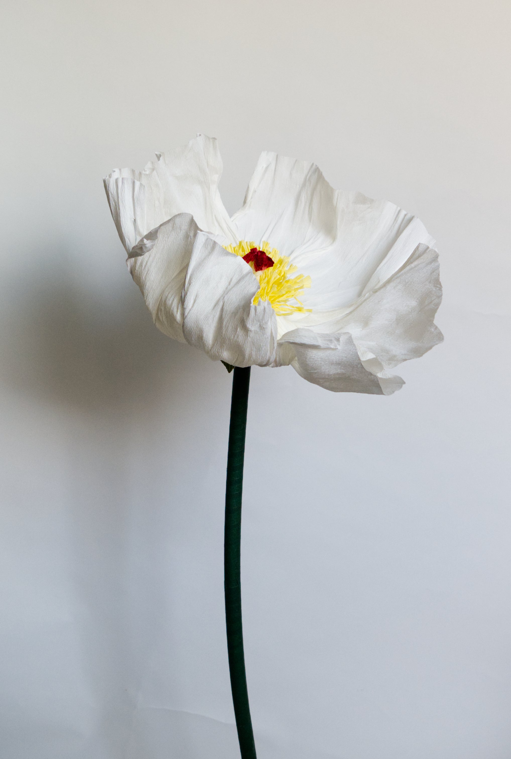 White Prickly Poppy