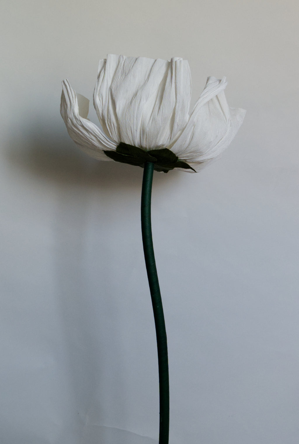 White Prickly Poppy