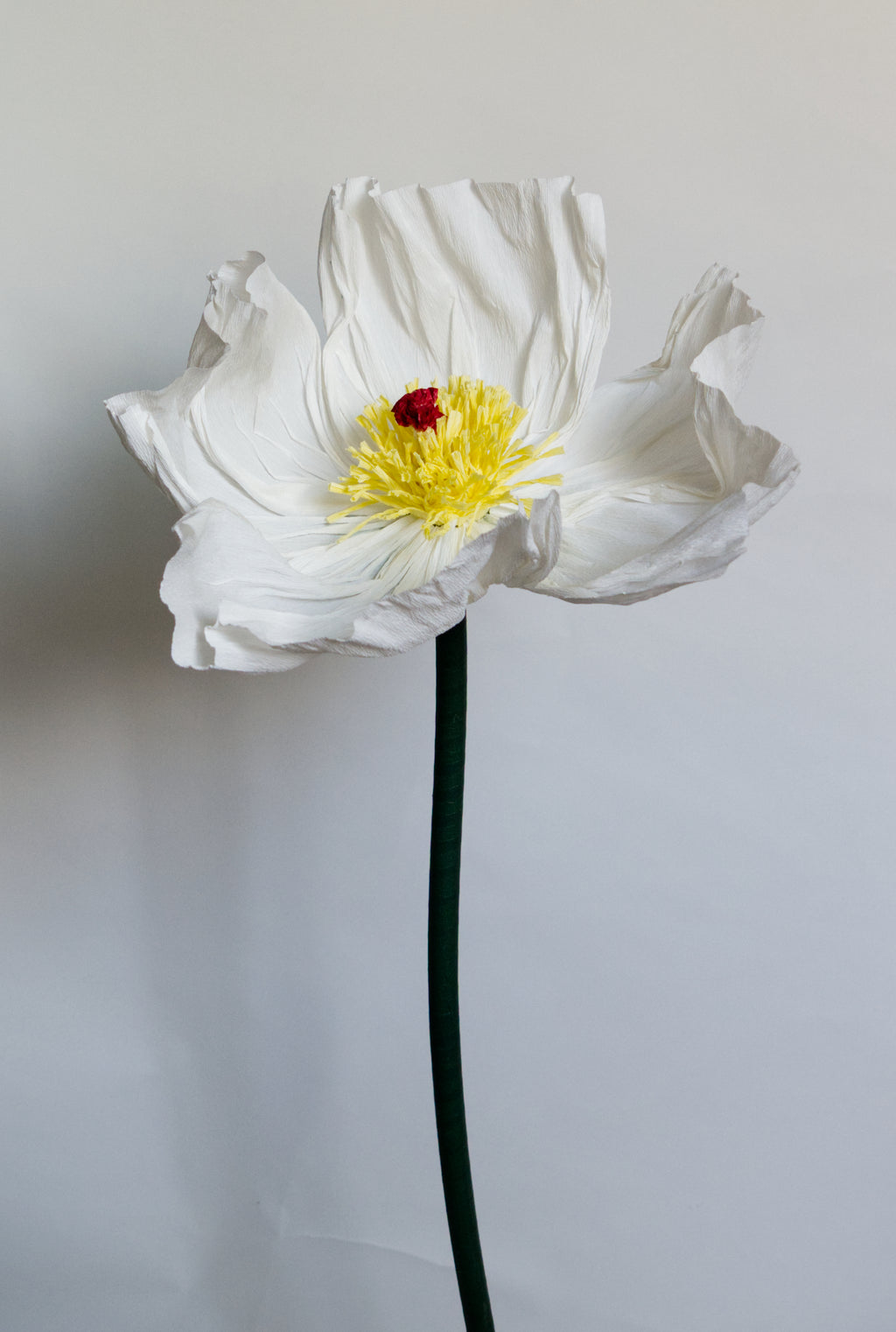 White Prickly Poppy