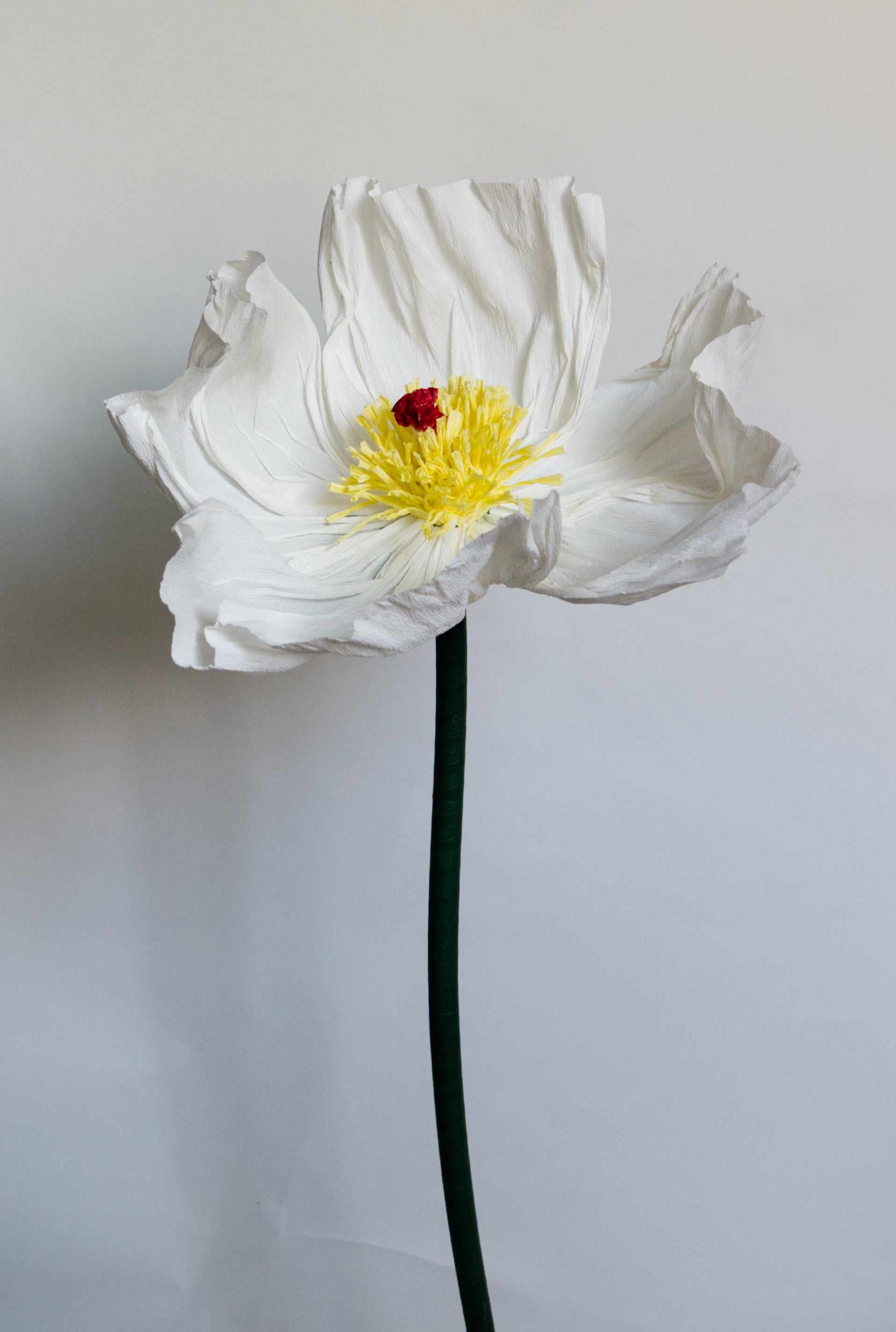 White Prickly Poppy