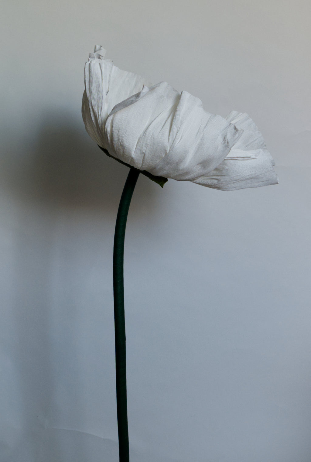 White Prickly Poppy