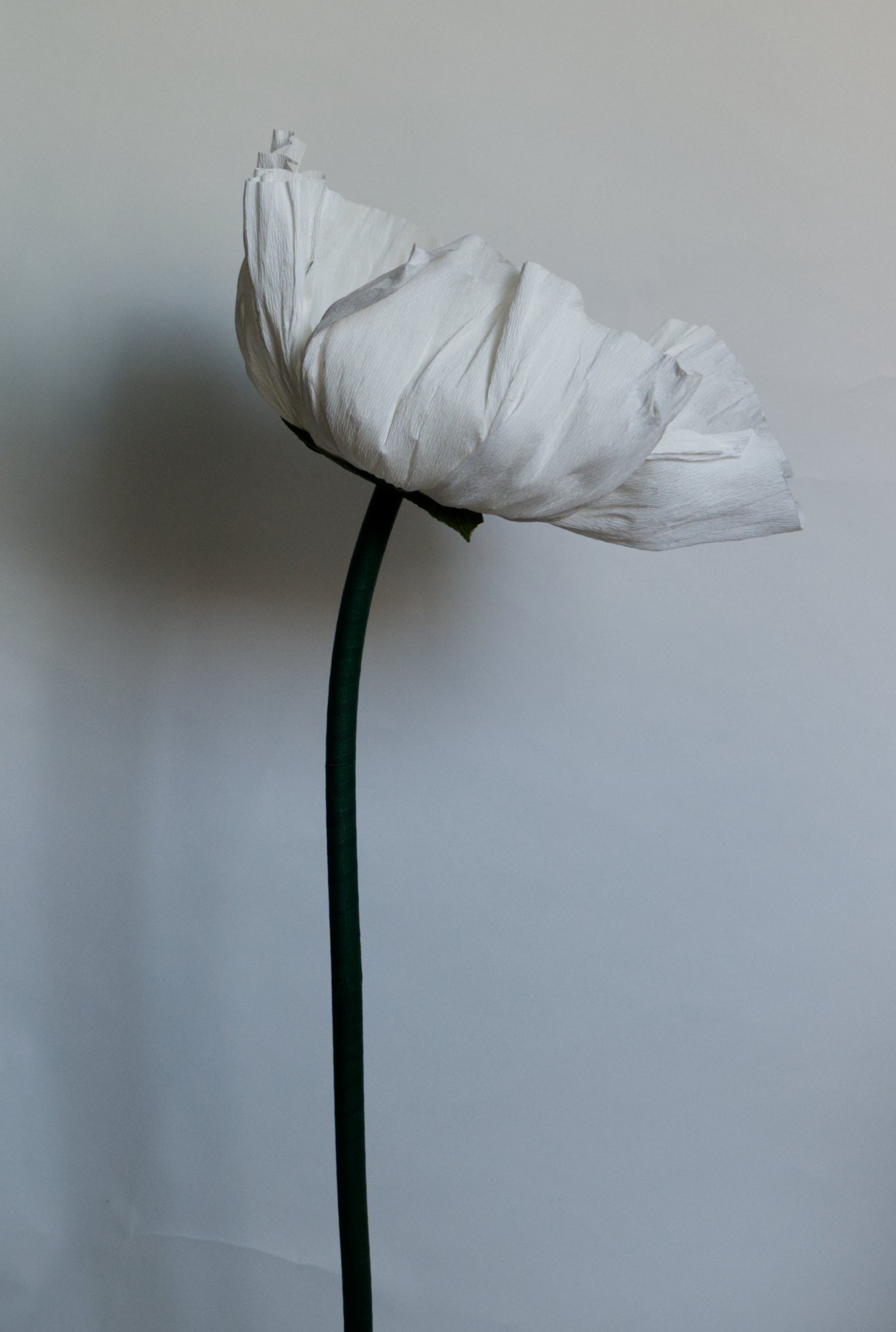 White Prickly Poppy