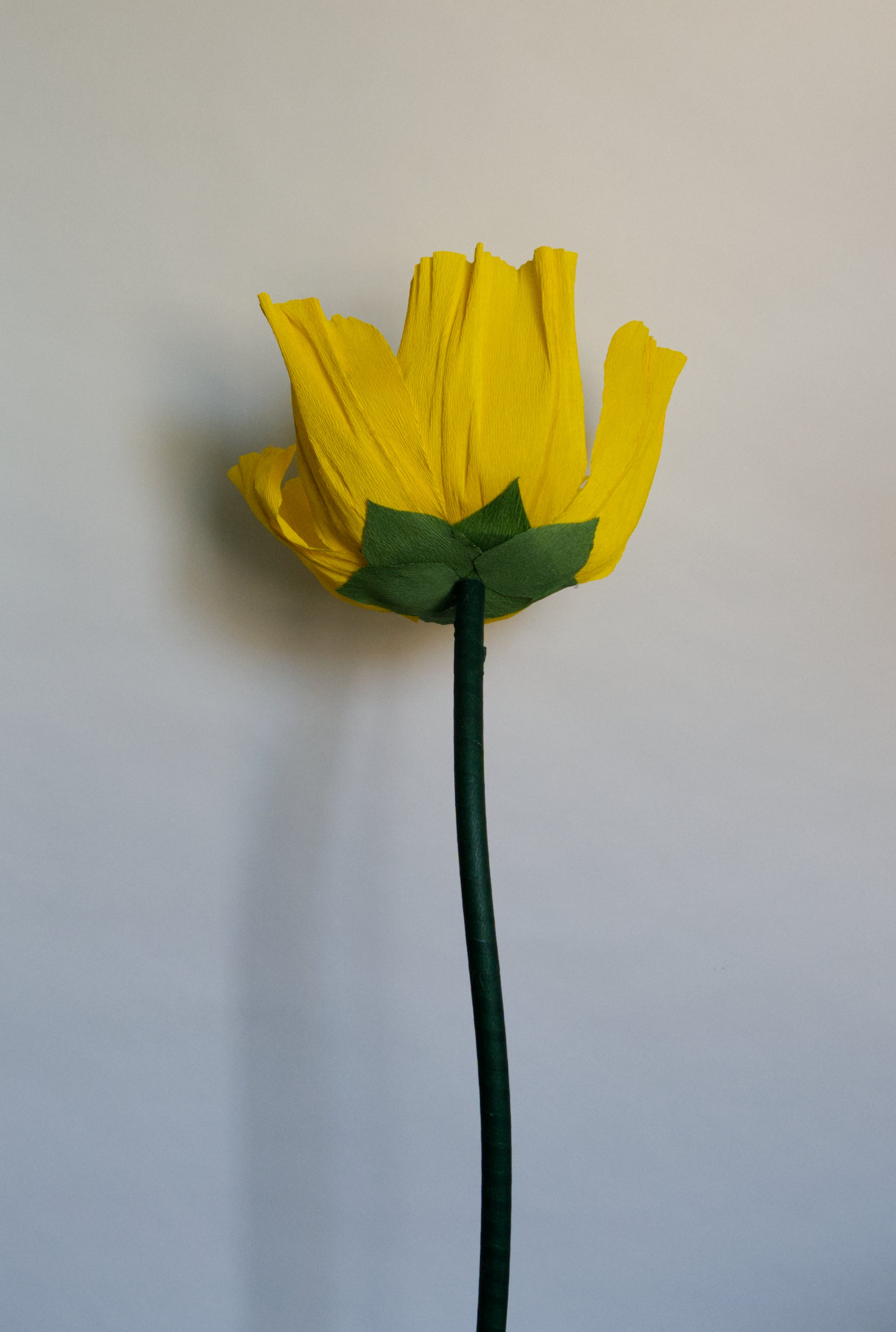 Yellow Buttercup