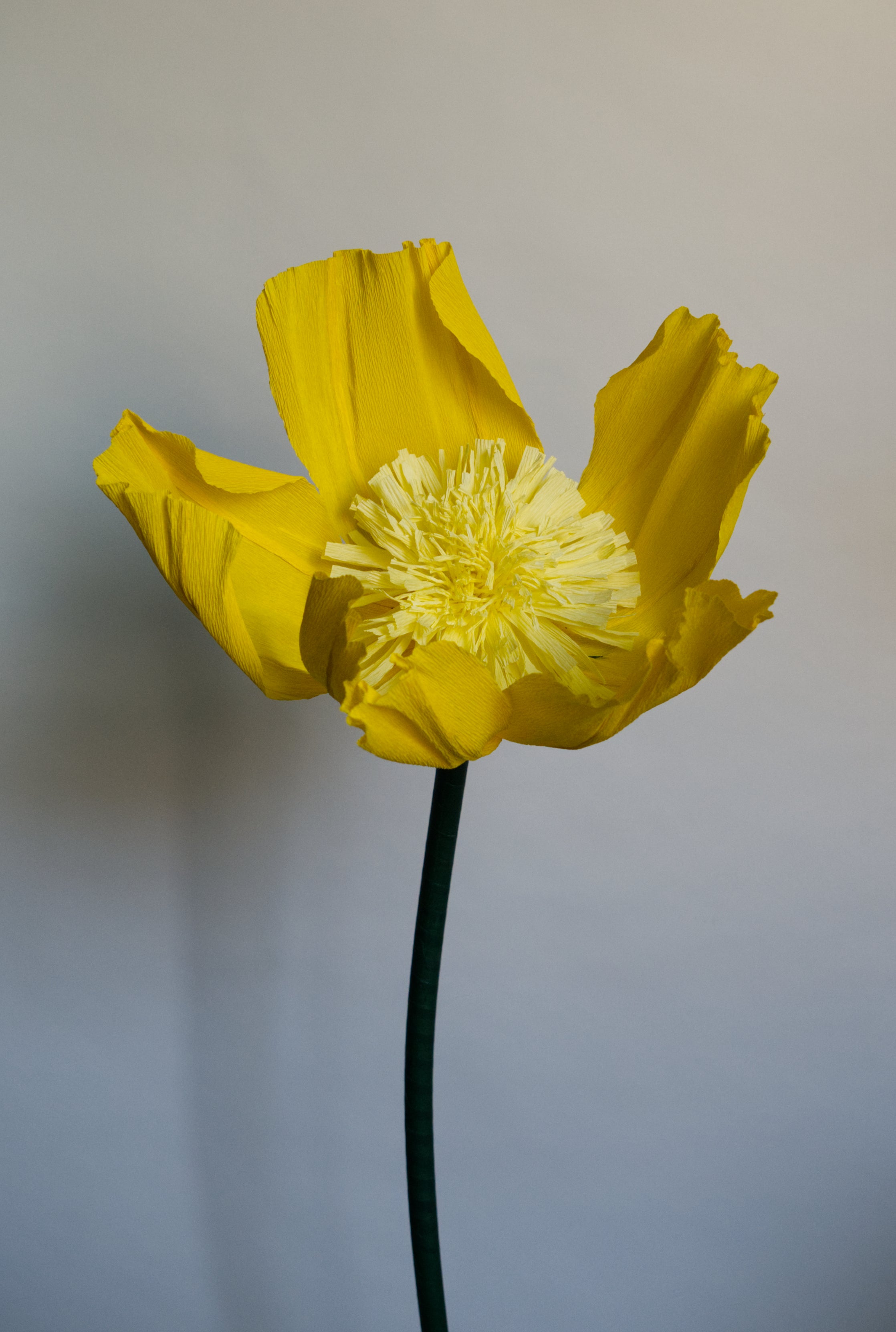 Yellow Buttercup