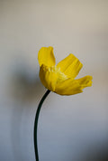 Yellow Buttercup