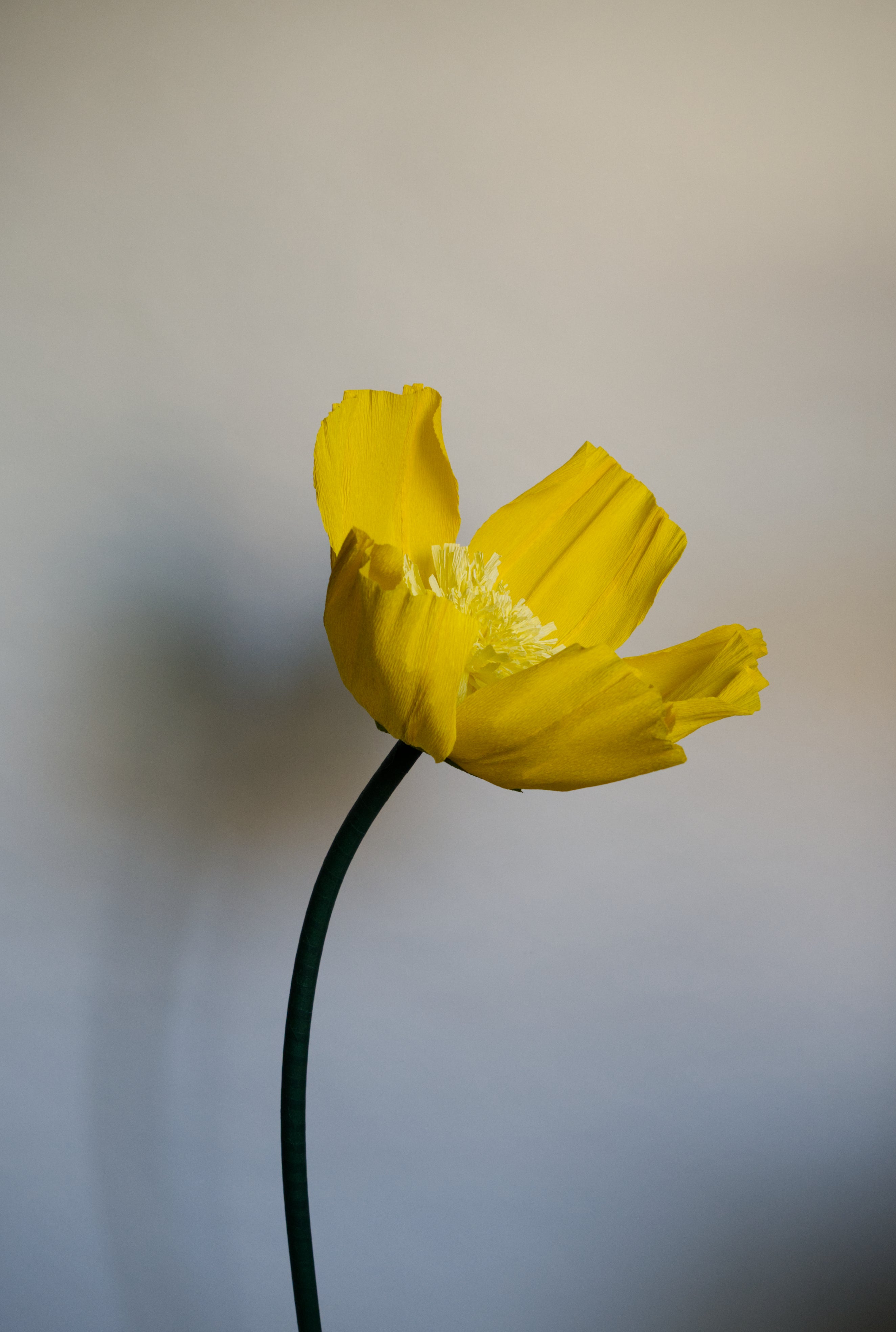 Yellow Buttercup
