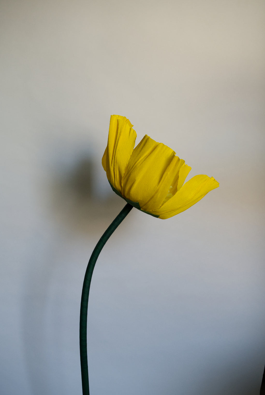 Yellow Buttercup